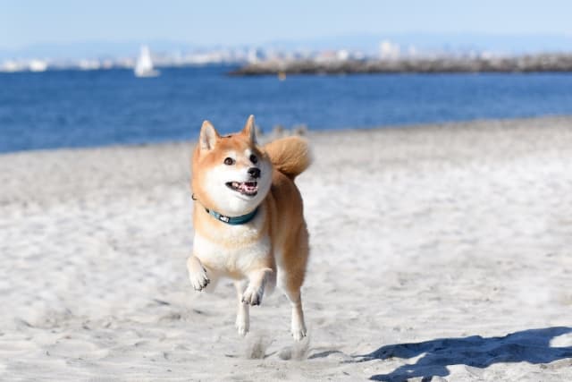 ワンちゃんが海辺を走っている画像
